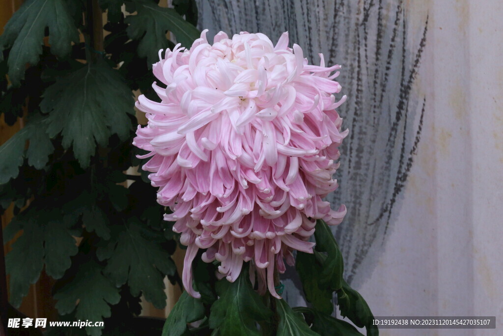 菊花 
