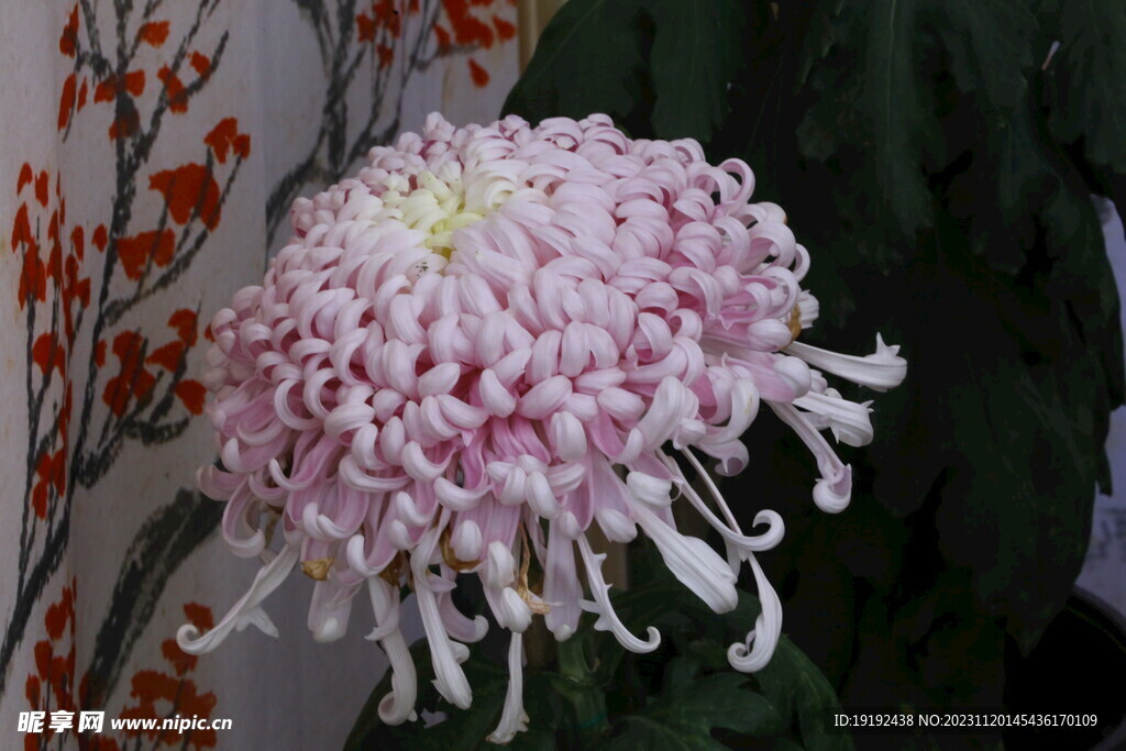 菊花 