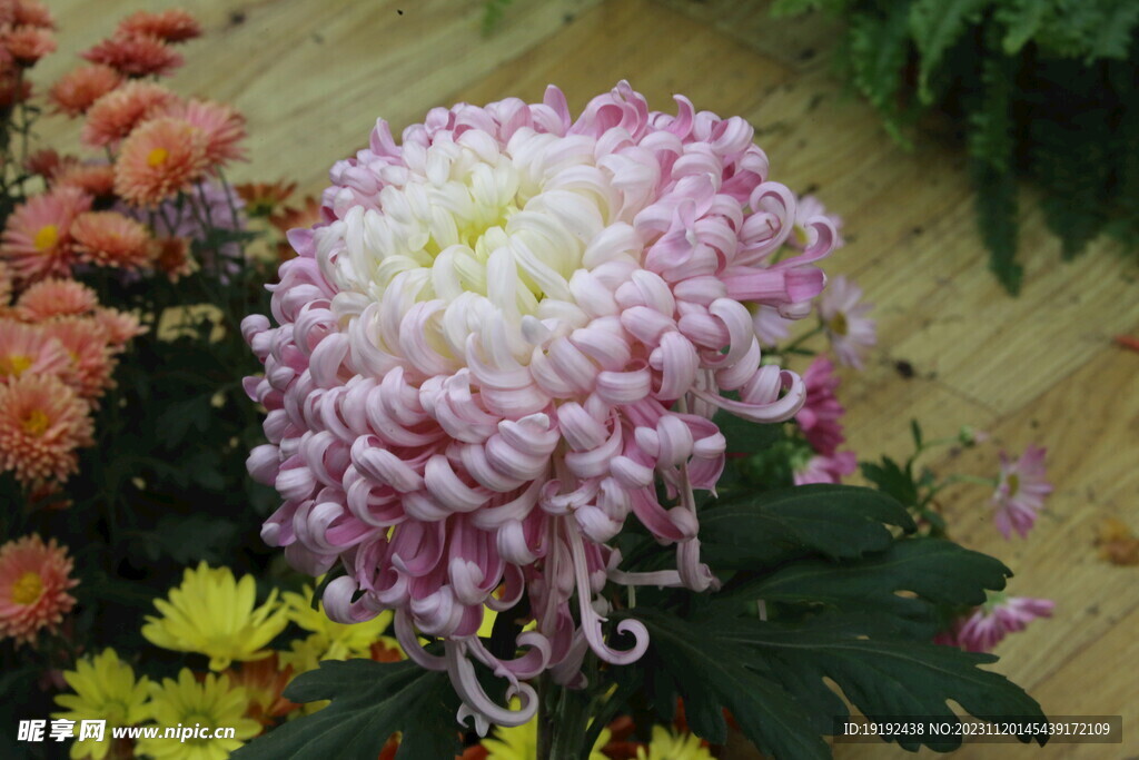 菊花 