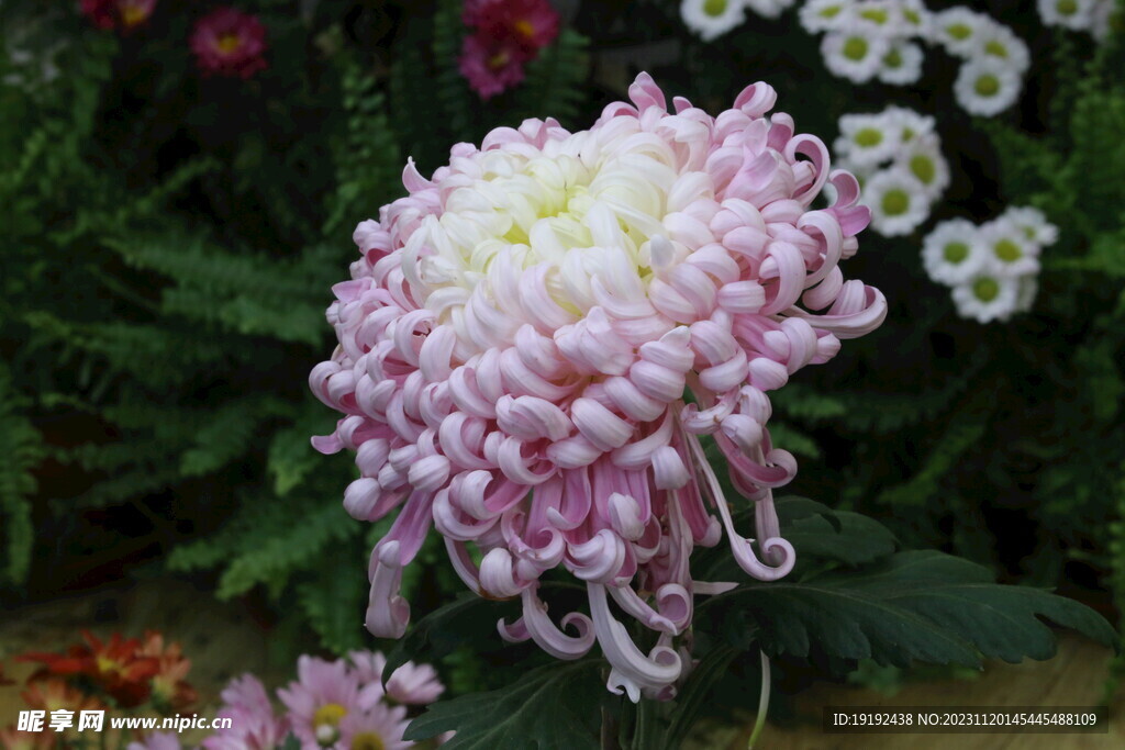 菊花 