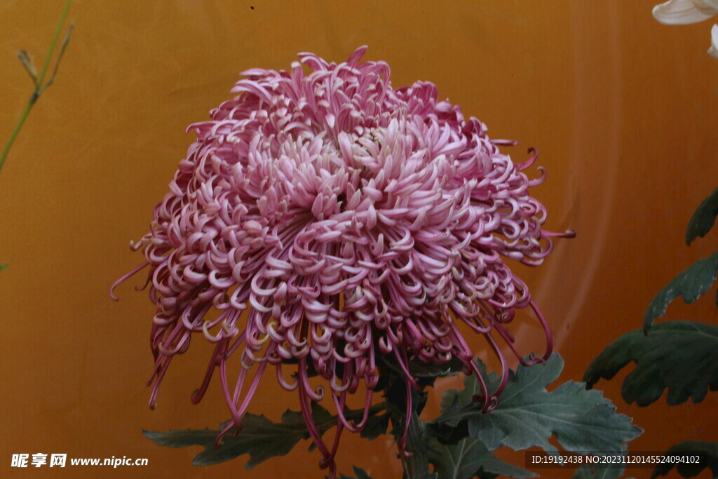 菊花 