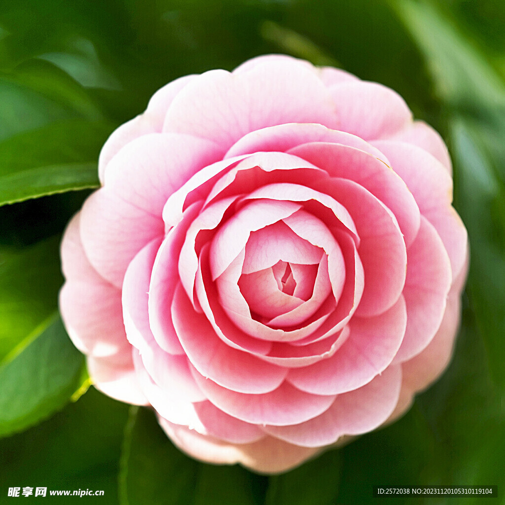 玫瑰芬芳