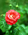 玫瑰芬芳