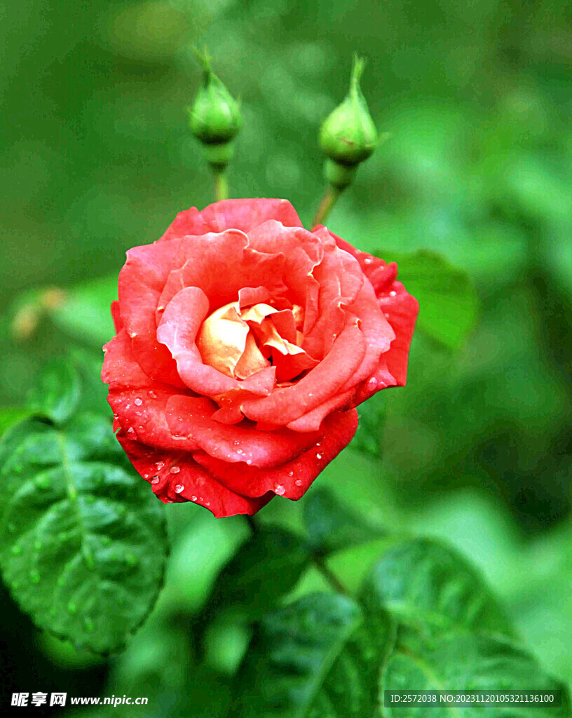 玫瑰芬芳