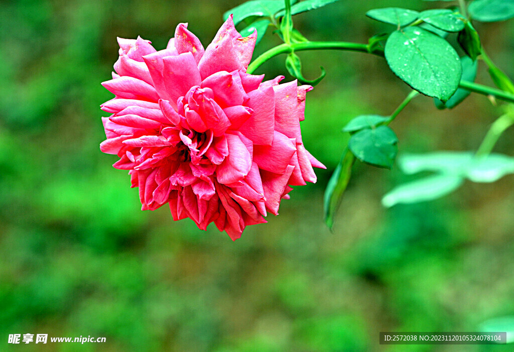 玫瑰芬芳