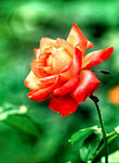 玫瑰芬芳