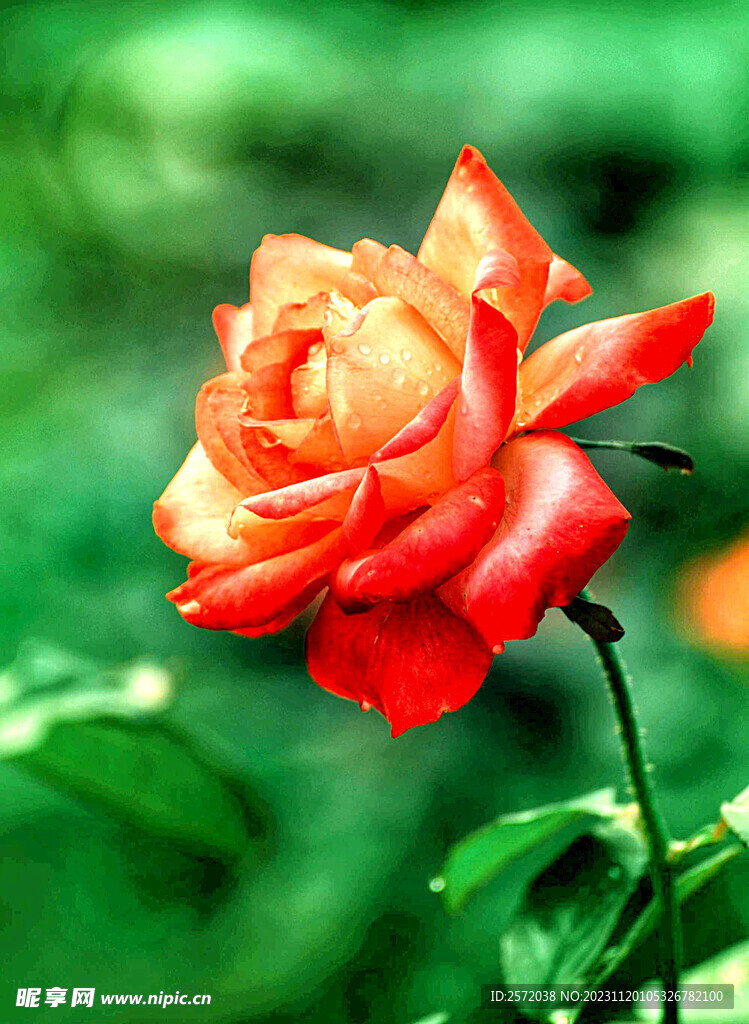 玫瑰芬芳