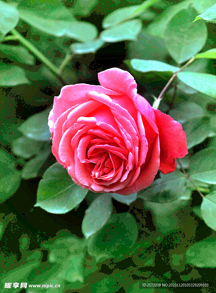 玫瑰芬芳
