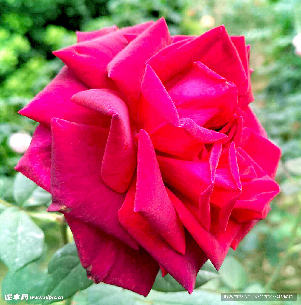 玫瑰芬芳