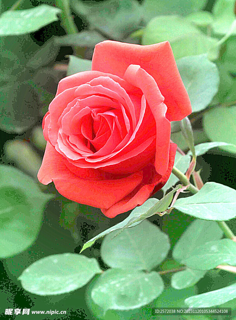 玫瑰芬芳