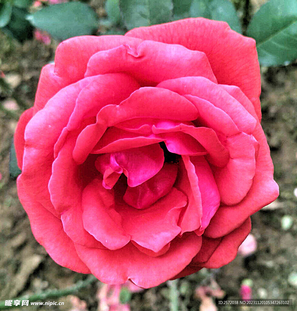 玫瑰芬芳