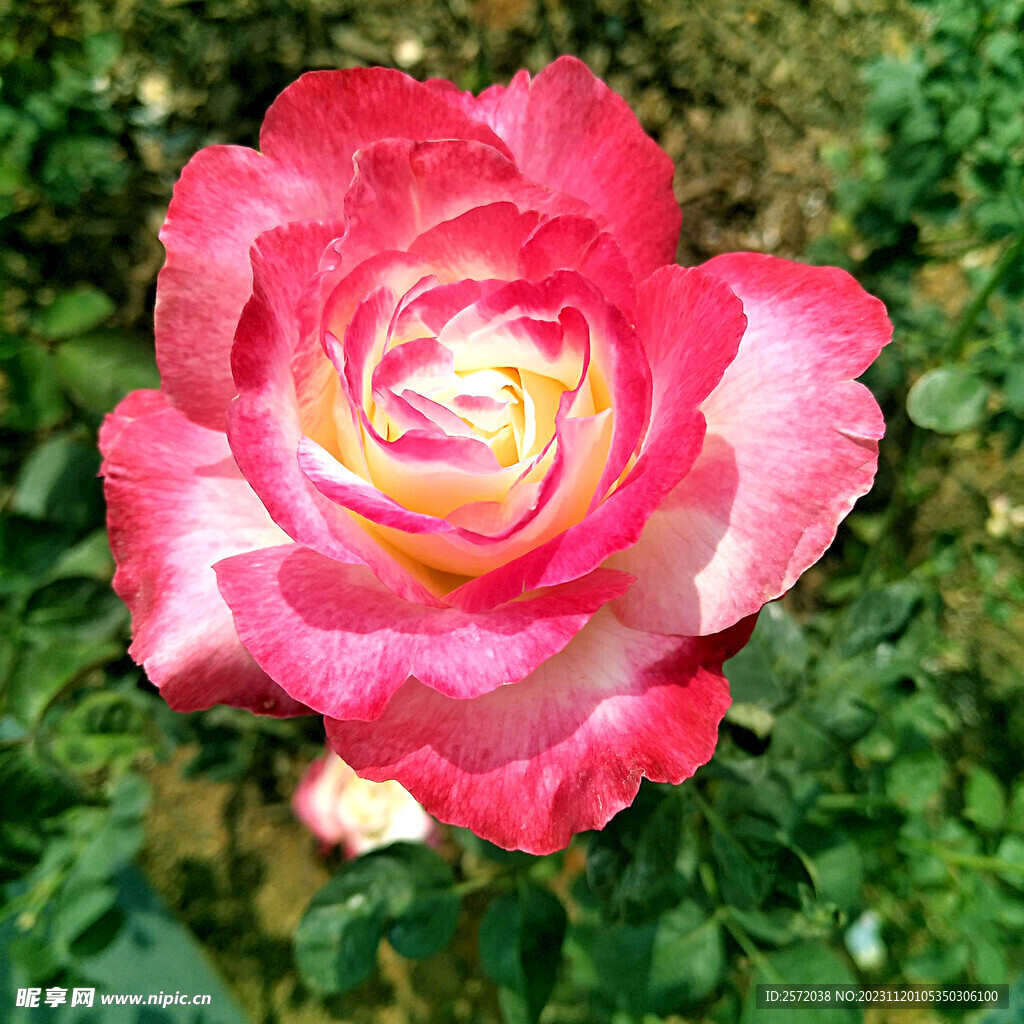玫瑰芬芳