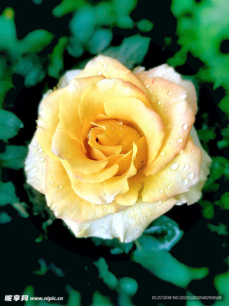 玫瑰芬芳