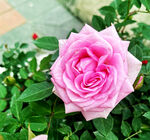 玫瑰芬芳