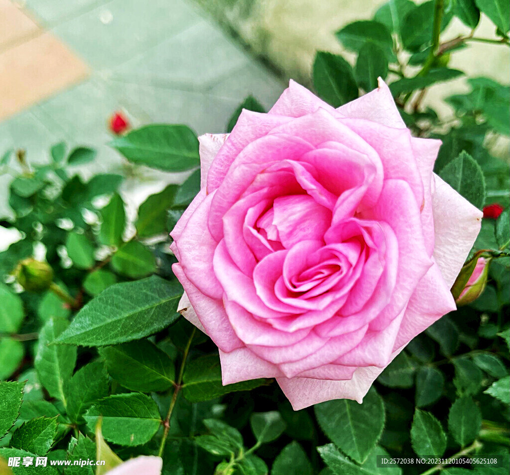 玫瑰芬芳
