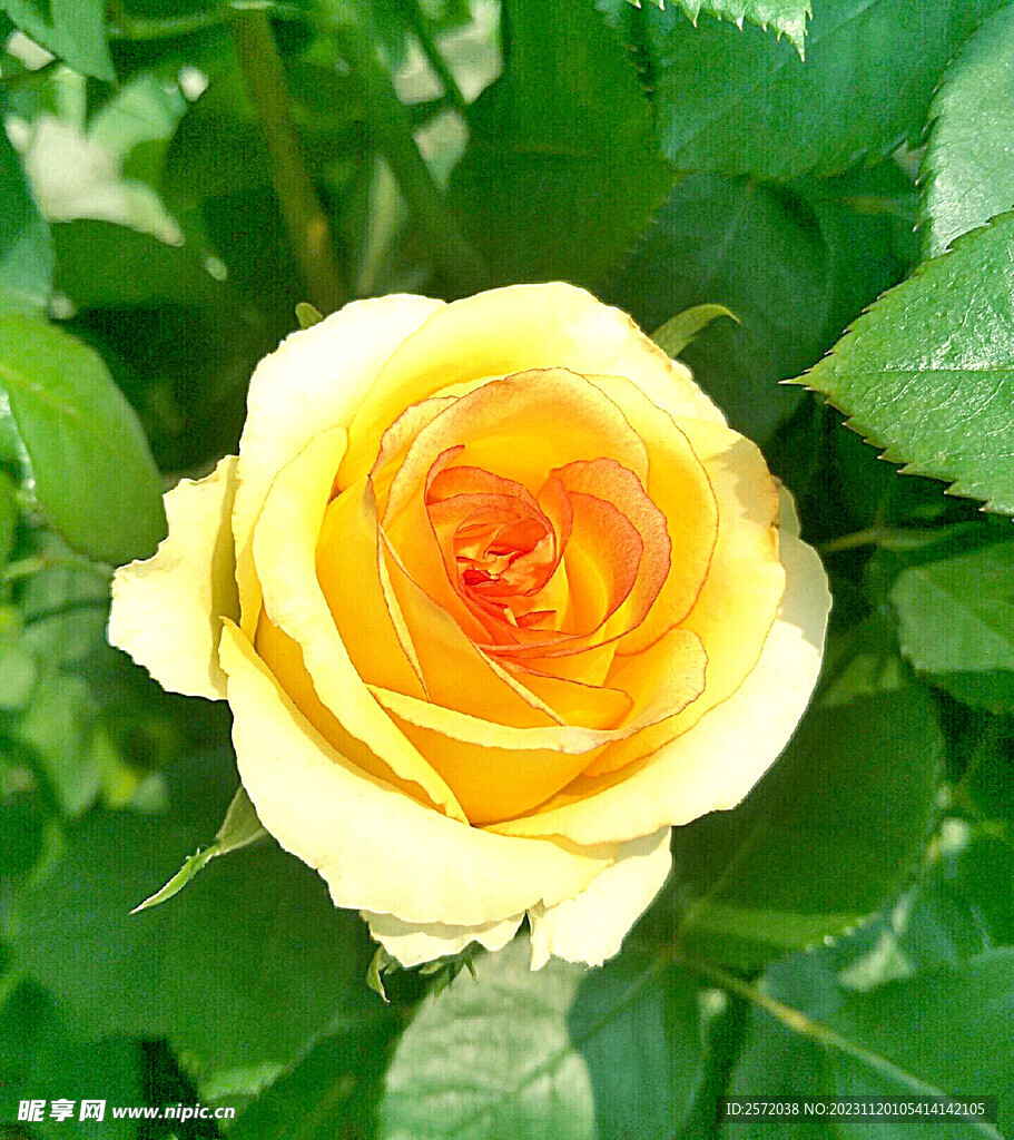 玫瑰芬芳