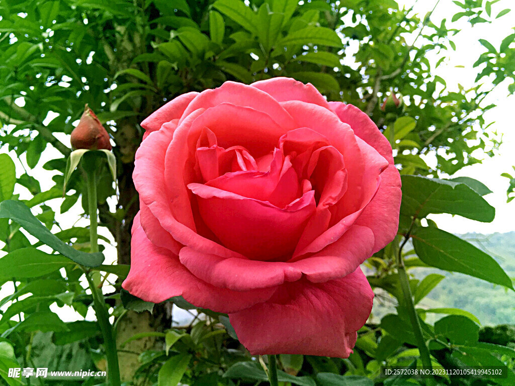 玫瑰芬芳