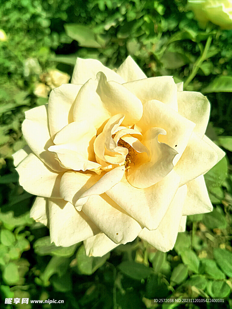 玫瑰芬芳