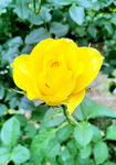 玫瑰芬芳