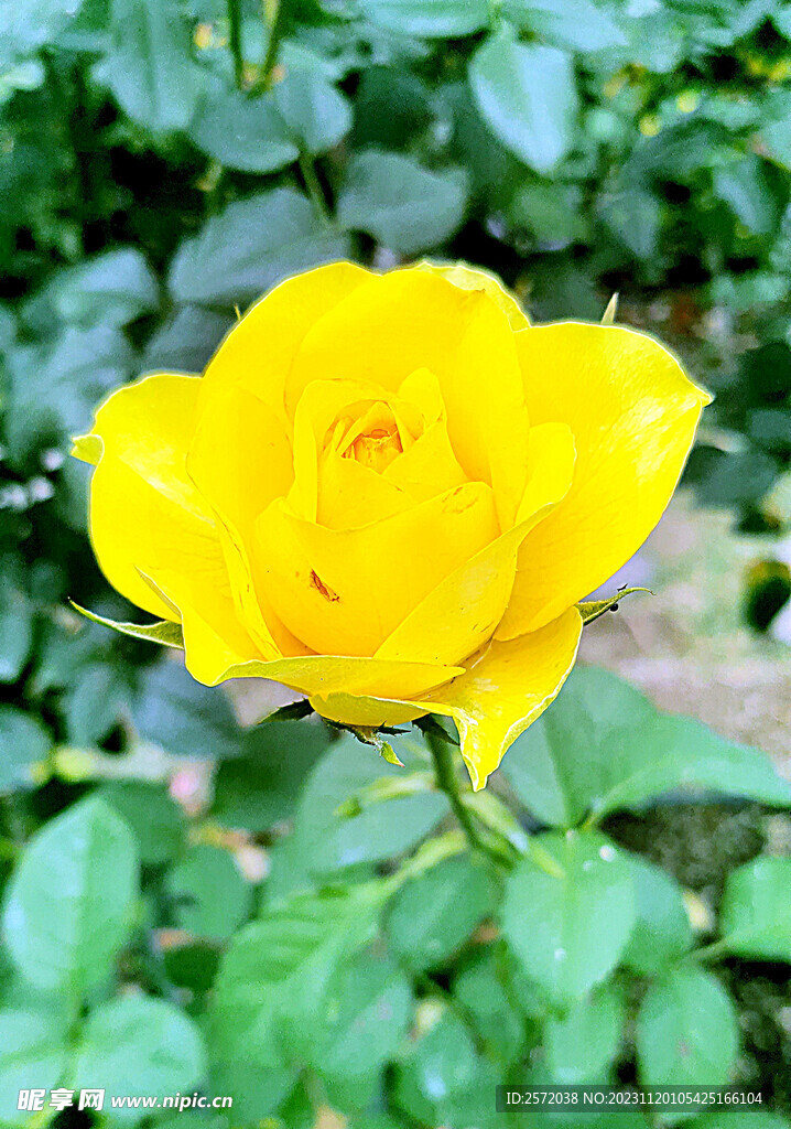 玫瑰芬芳