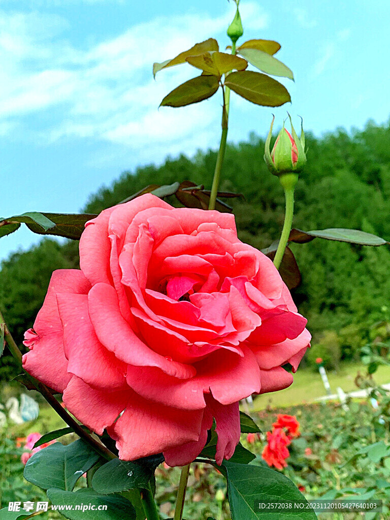 玫瑰芬芳
