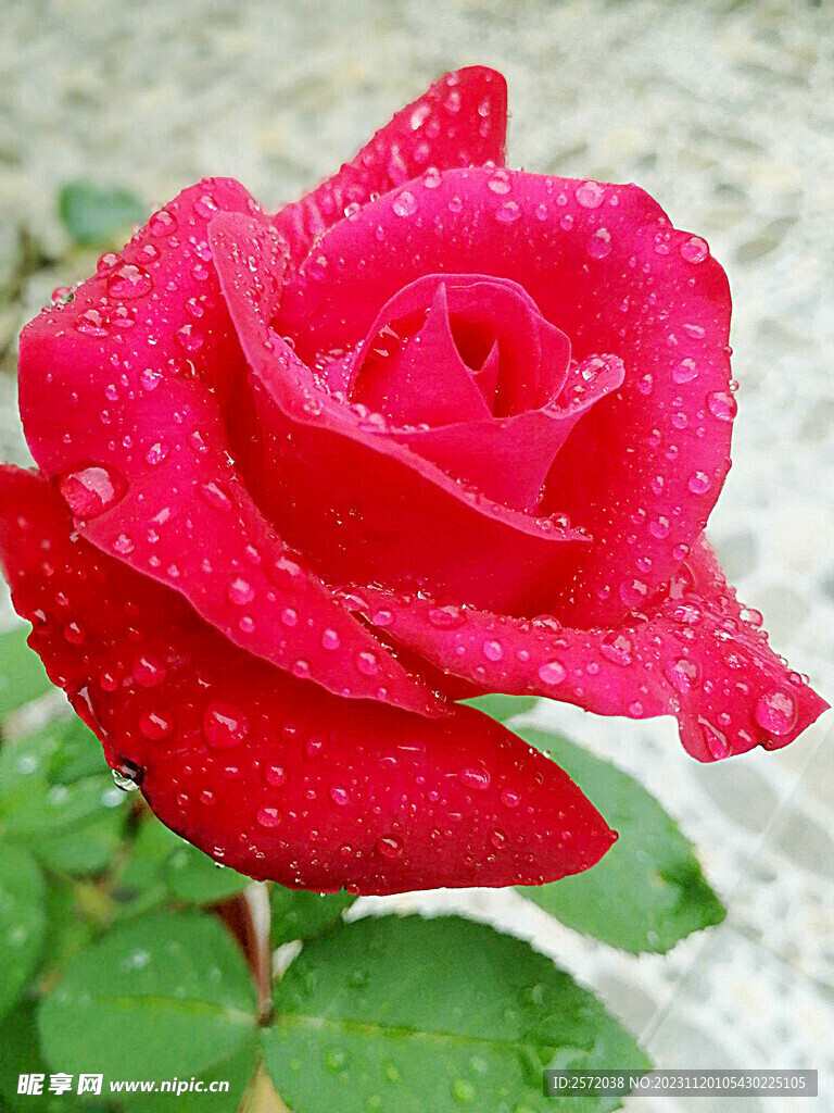 玫瑰芬芳
