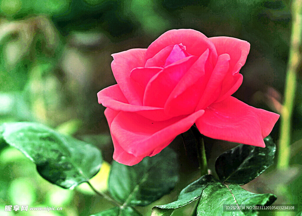 玫瑰芬芳