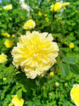 玫瑰芬芳