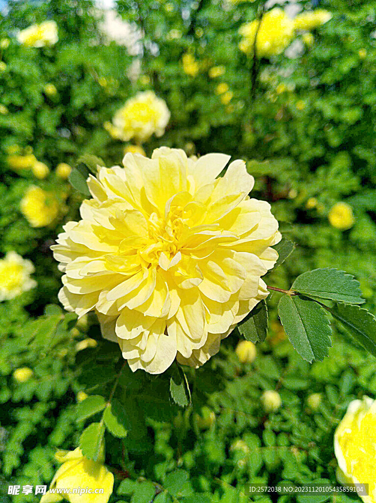 玫瑰芬芳