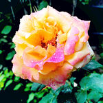 玫瑰芬芳