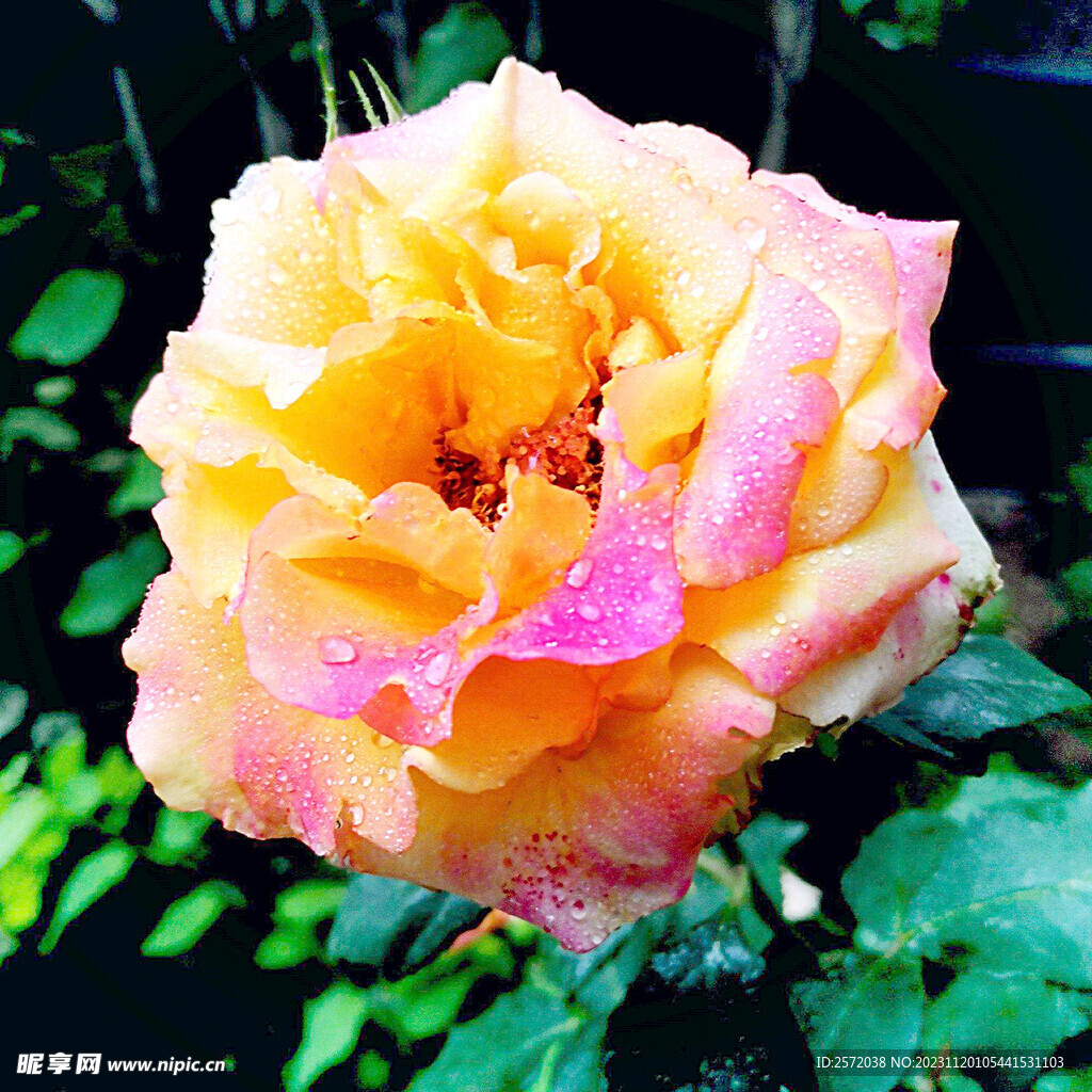 玫瑰芬芳