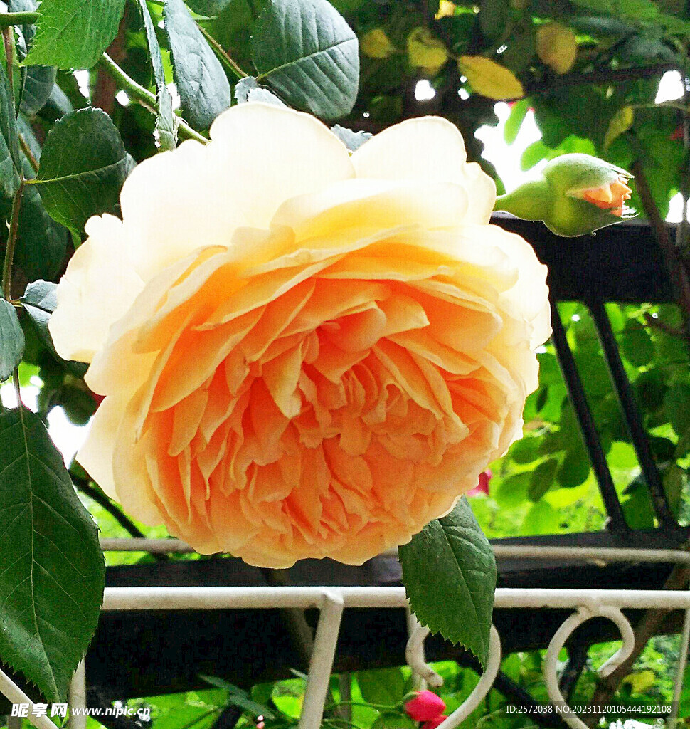 玫瑰芬芳