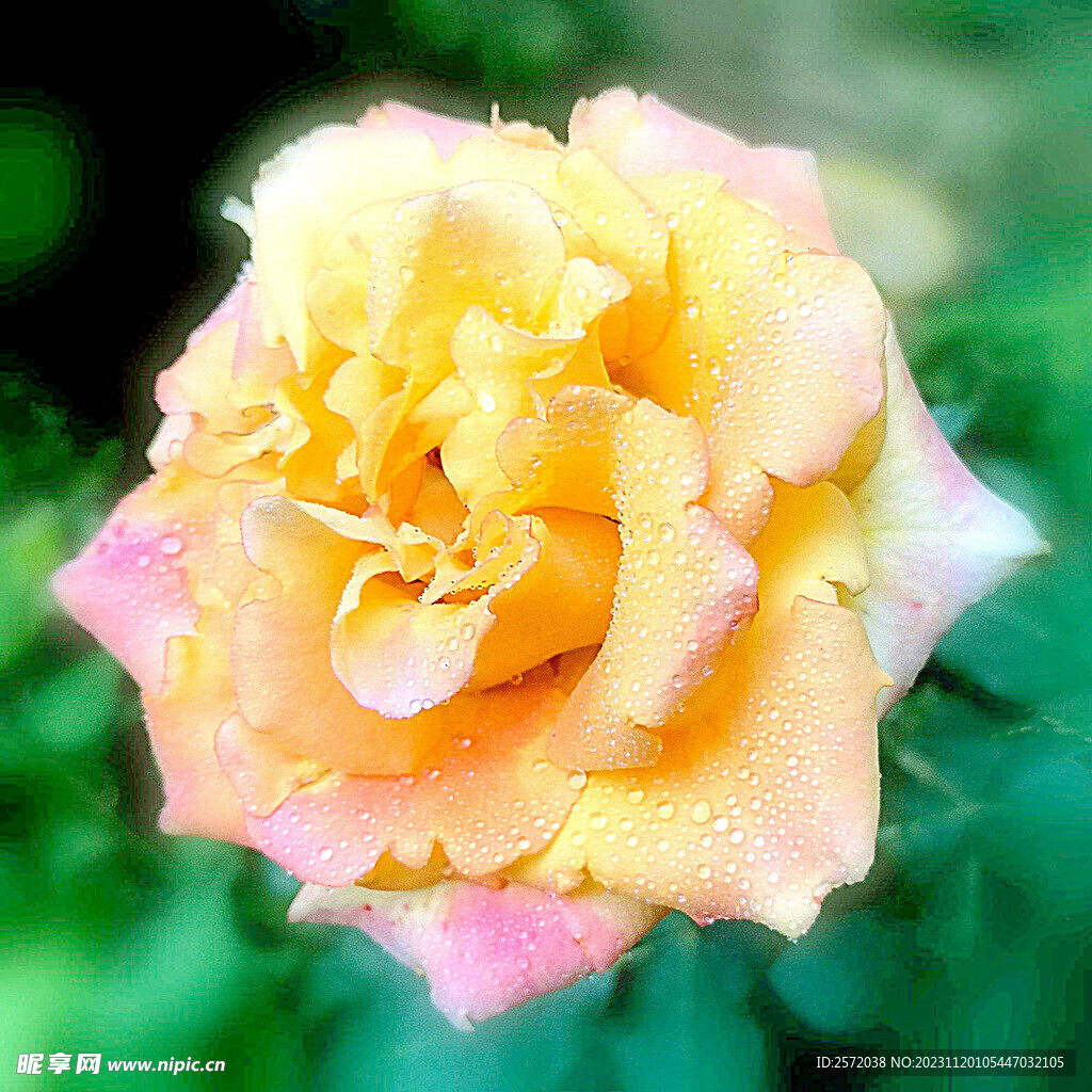 玫瑰芬芳