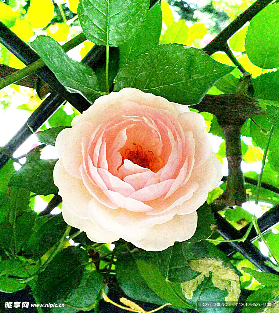 玫瑰芬芳