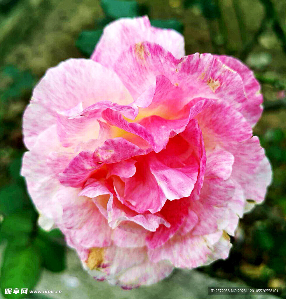 玫瑰芬芳