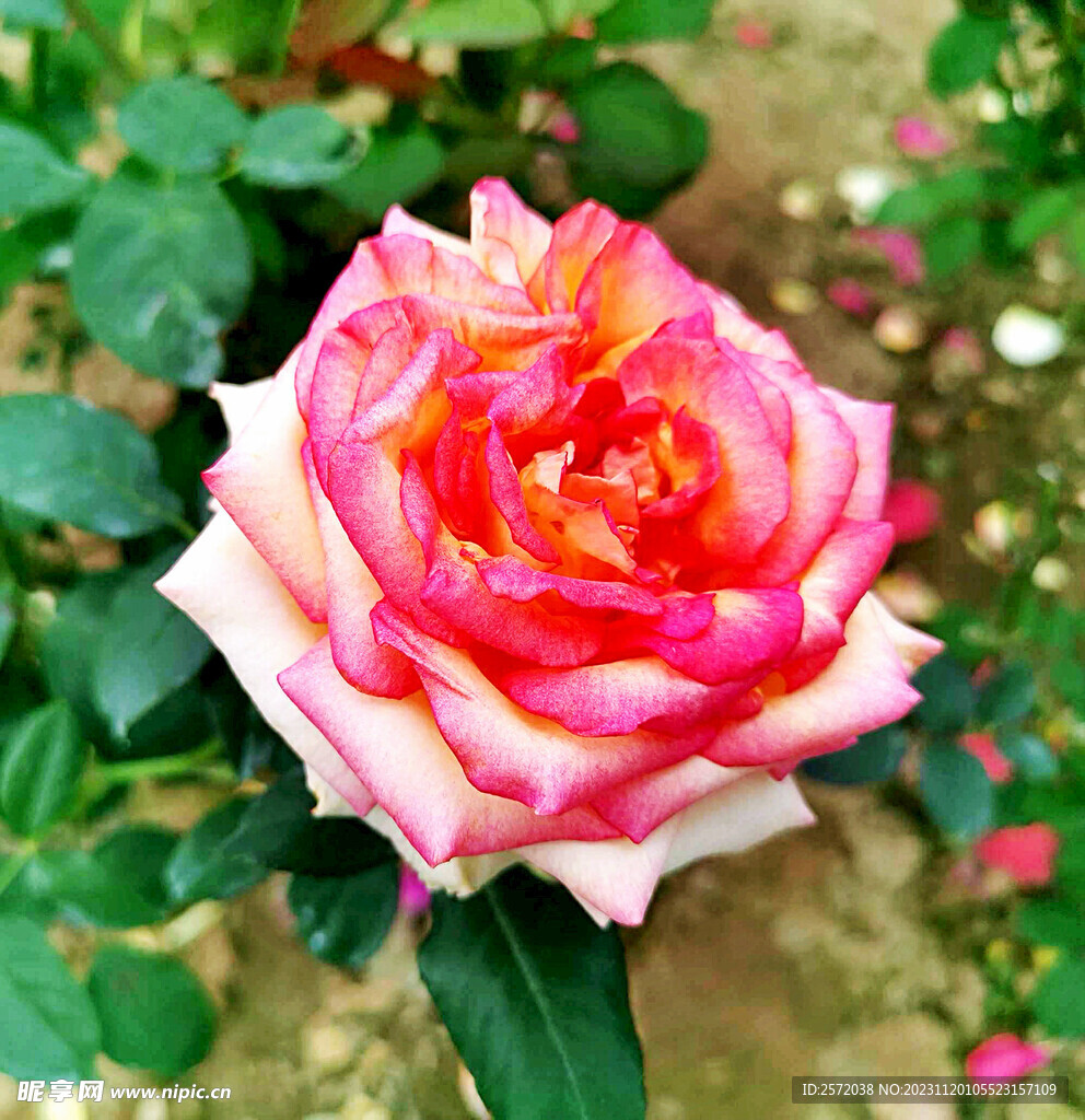 玫瑰芬芳