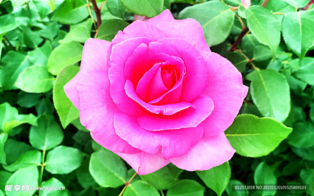 玫瑰芬芳