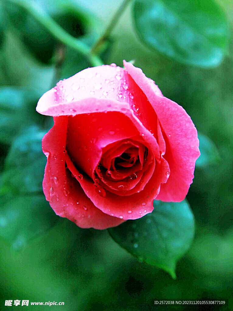 玫瑰芬芳