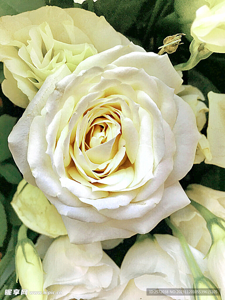 玫瑰芬芳