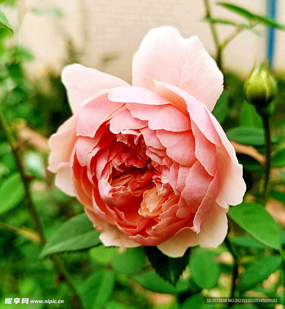 玫瑰芬芳