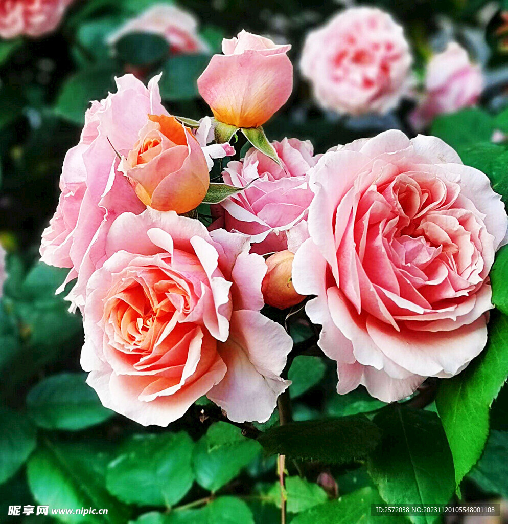玫瑰芬芳