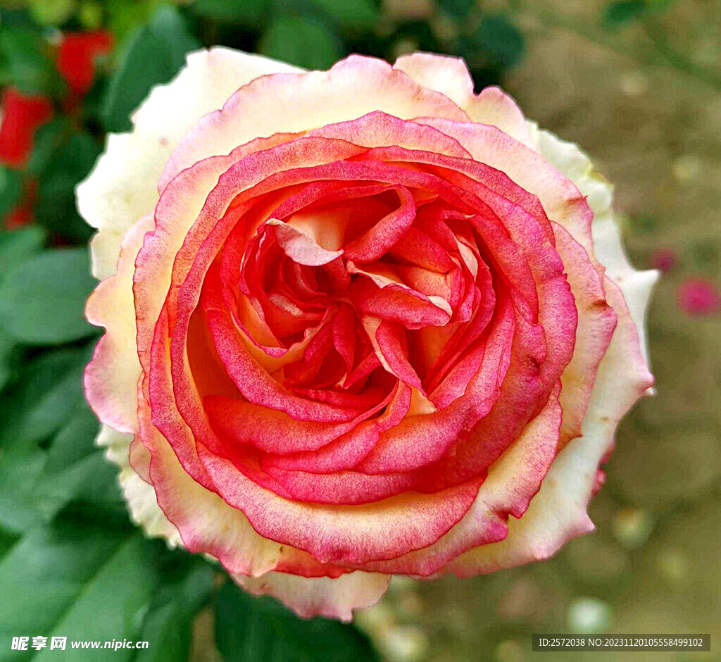 玫瑰芬芳