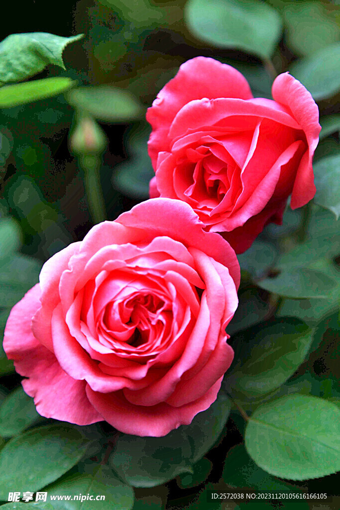 玫瑰芬芳