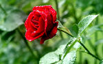 玫瑰芬芳