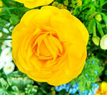 玫瑰芬芳
