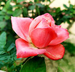 玫瑰芬芳