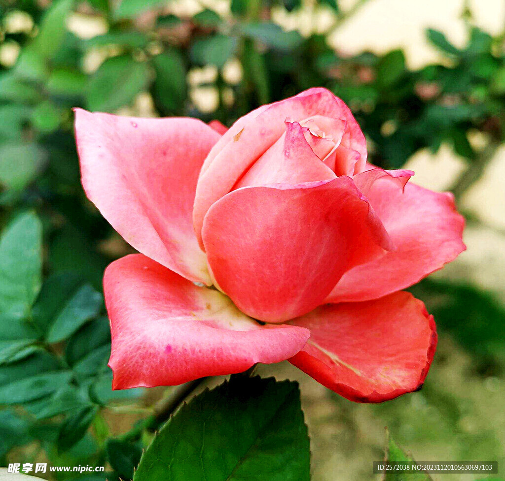 玫瑰芬芳