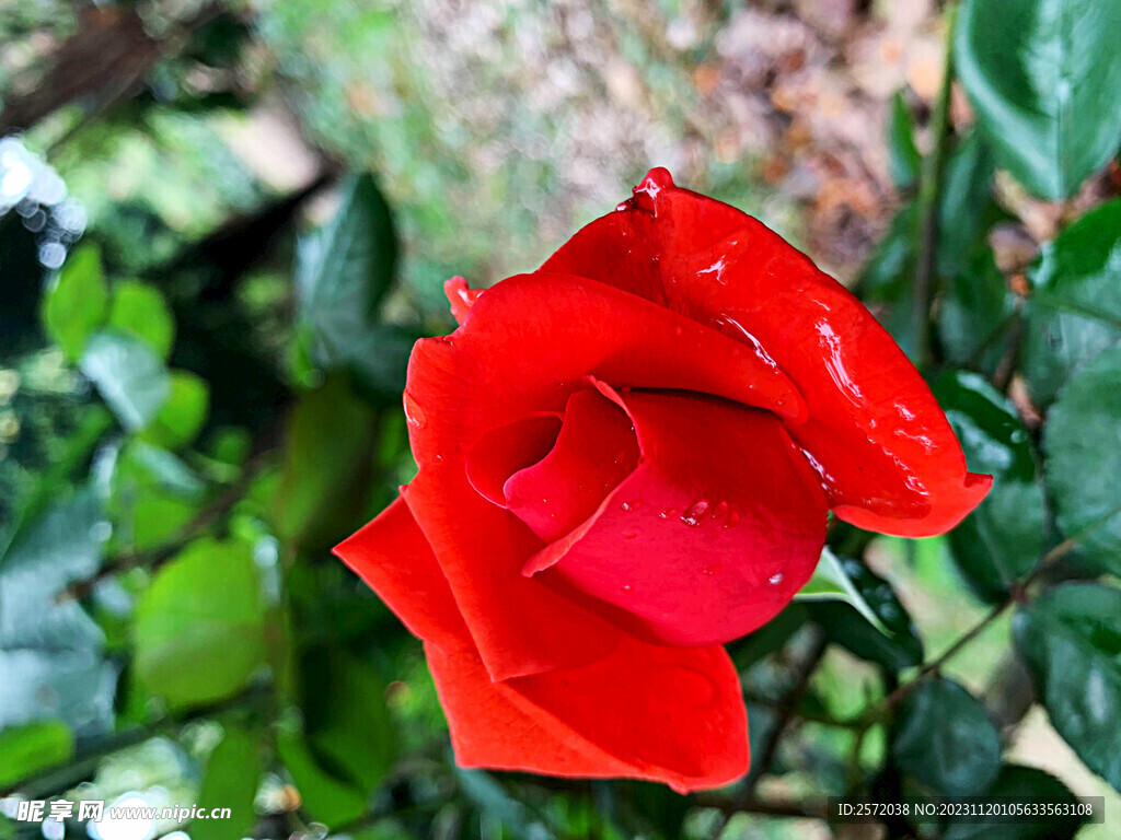 玫瑰芬芳