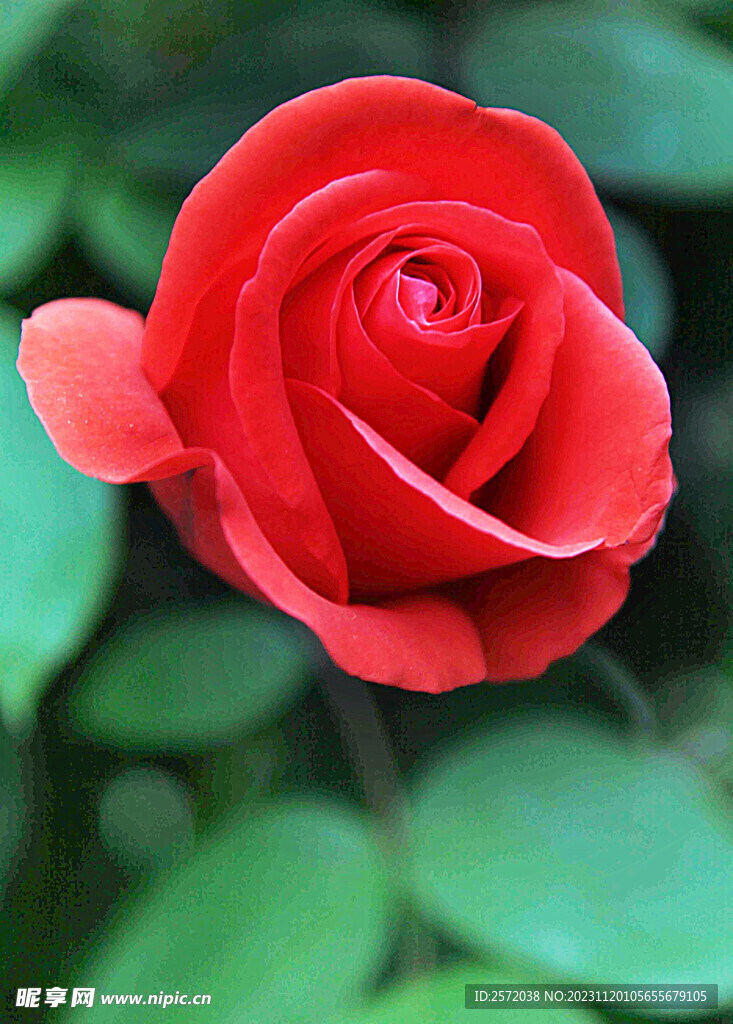玫瑰芬芳