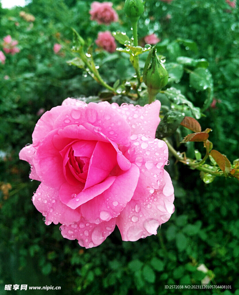 玫瑰芬芳